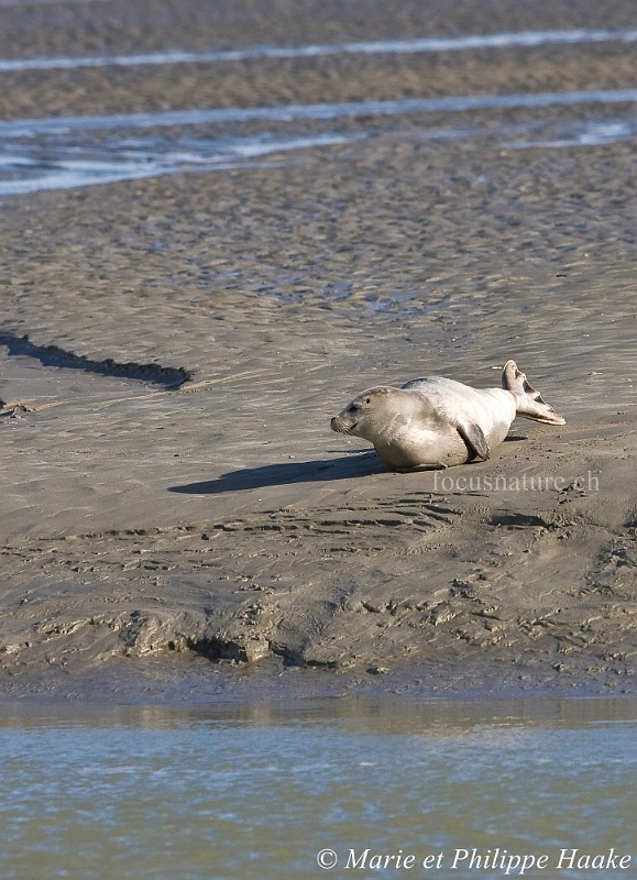 Phoque 8826_wm.jpg - Et voilà d'où vient la légende de la petite sirène! Phoque veau marin (Baie de Somme, France, avril 2010)
